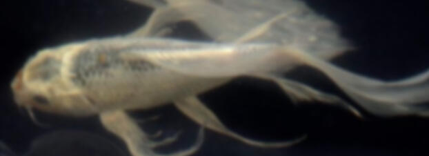 IMPORTANT INFO ABT ME